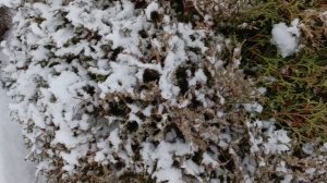 Неспешными шагами зима идёт к нам в сад