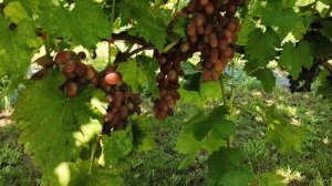 Очень красивый и очень урожайный виноград "Зоренька" Тел,WhatsApp ,Max и Telegram. : 8-918-43-794-43