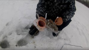 Ловля налима зимой. Проверяем поставушки.