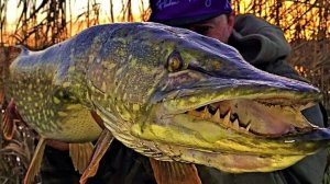 Достал Огромную ЩУКУ со дна озера! Экстремальная рыбалка на спиннинг поздней осенью!