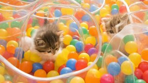 РАЗВЛЕКАТЕЛЬНОЕ ВИДЕО ДЛЯ ДЕТЕЙ