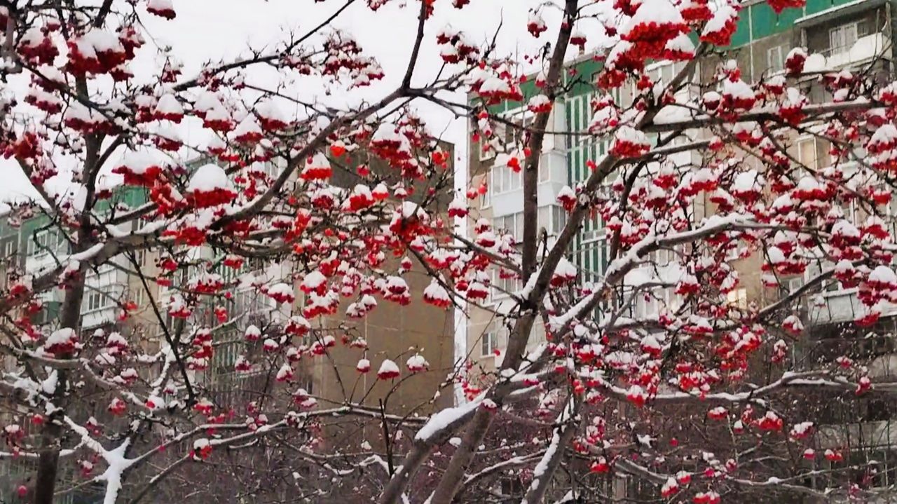 Рябина в снегу