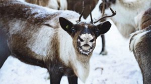 В Югре массово чипируют оленей