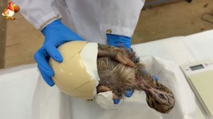 Африканский страусёнок вылупляется 🥚   От яйца до декора на ферме в Японии