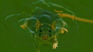 Мышка в беде_encoded