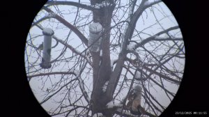 Кормушка для птиц 23.12.2025