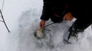 Простой способ проверки поставушек на налима