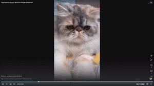 Котята питомника кошек  КЭНДИ КЭТ