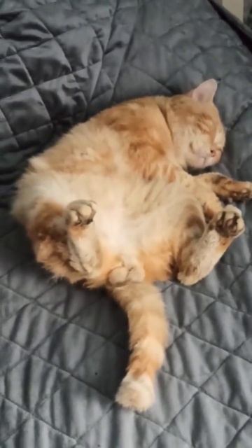 Рыжик 🥰 смотреть онлайн