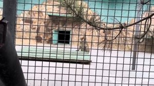 Влад отдал свою Люську Елисею и счастливый пошел проведать и покормить остальных малышей)))