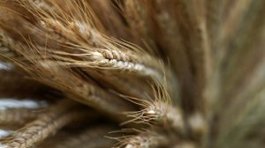 В правительстве оценили темпы по импортозамещению семян