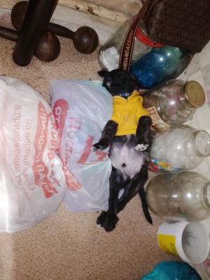 нариаем елку