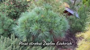 Pinus strobus Zapfen Eschrich