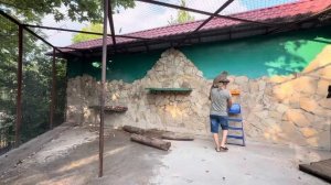 Мы пытаемся загнать в вольер Елисея с Лидой, чтобы повесить в вольере у Люси КАЧЕЛИ и ЛЕСЕНКИ!