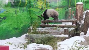 Снежные приключения Диндин ☃️