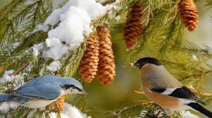 Жизнь пенсионеров в деревне 🏡 Хроника дня.