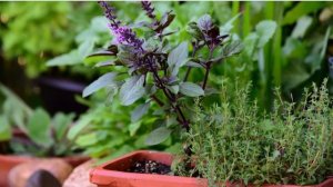 Базилик: сорта, особенности выращивания