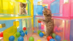 РАЗВЛЕКАТЕЛЬНОЕ ВИДЕО ДЛЯ ДЕТЕЙ