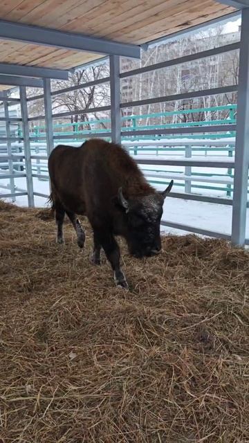 Зубр в Барнаульском зоопарке смотреть онлайн