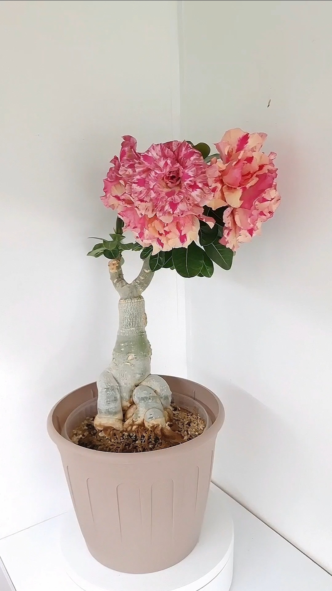 Мечта бабочки(Butterfly Dream)-азиатский сорт адениума. Сорт с большими крупными цветами. Хамелеонит смотреть онлайн