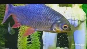 АКВАРИУМНЫЕ РЫБКИ. ОТЛИЧНЫЙ РЕЛАКС