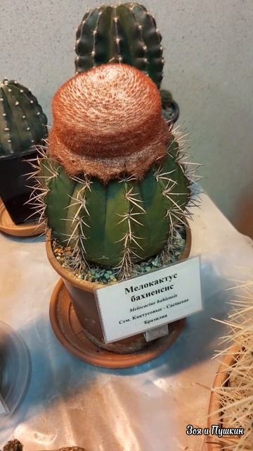 Всё дело в шляпе. Кактусы в царицынской оранжерее смотреть онлайн