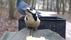 Голодный дятел. Зарисовка