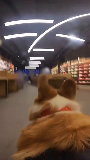 Предвосхищая вопросы- камера пострадала в первые минуты съёмки смотреть онлайн