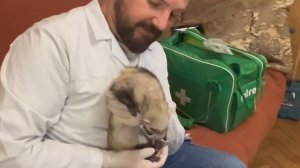 Посмотрите какая Лара МИЛАЯ, мы снимаем ей швы с доктором, а она даже не укусила)