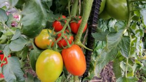 🍅 Сорта помидоров для открытого грунта с моего участка: описания, фото, фидео, отзывы