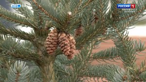 За самовольную вырубку елки грозит штраф до 500 тысяч рублей