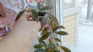 чё купила чё купила 😊😍новенькие хойки в моей коллекции 😍