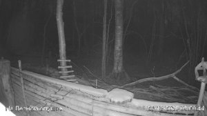 LIVE: На лесной опушке. Природа онлайн