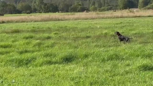 Артемидаз Догз Женева  - первое поле. смотреть онлайн