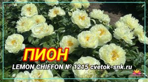 Гибрид "LEMON CHIFFON"/Сад Ворошиловой