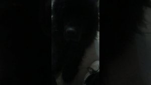 разговоркинг