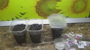 Я не поверила своим глазам! Семена взошли сразу через несколько часов! Посмотрите!