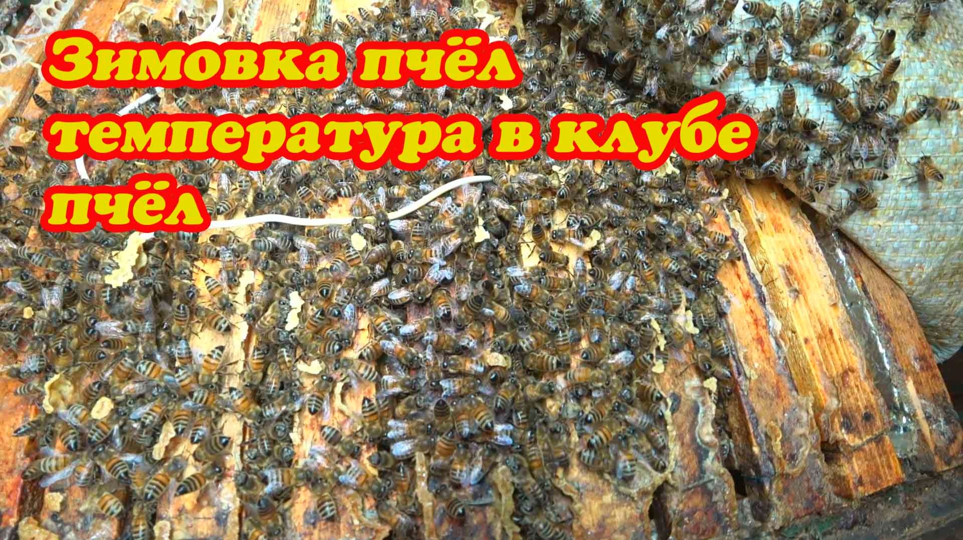 ЗИМОВКА ПЧЁЛ В ЗИМОВНИКАХ В КОНЦЕ ДЕКАБРЯ, ТЕМПЕРАТУРА В КЛУБЕ смотреть онлайн