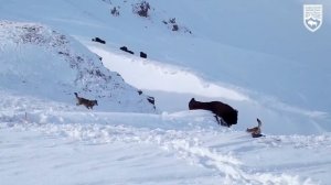 Камеры поймали момент охоты молодых волков на зубров в Кавказском заповеднике