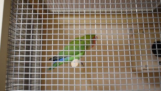 Попугай в "Живом уголке" Музея истории города ЕГМЗ