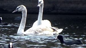 Лебеди,утки Кальмиус .