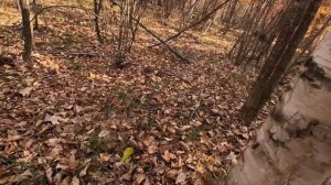 Охота в Тайге  Приморского Края.\\ Начинаю Сезон Охот на Копытных.\\Ноябрь.
