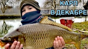 ФИДЕР В ДЕКАБРЕ. КАК ПОЙМАТЬ КАРПА #рыбалка #фидер #карп #сазан #форель #флэтфидер