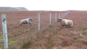 Шетландские бараны