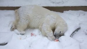 Медвежата Белка и Стрелка играя на дне бассейна нашли в снегу закуску.