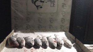 хороший улов форели