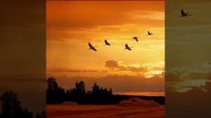 Краски осени видео проект Арианы Искандер музыка Сергея Кузнецова @ГалинаПавлова-н7и