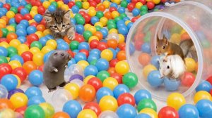 ВИДЕО ЗАЛИПАЛКА АСМР