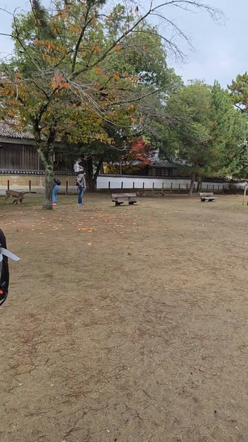 Городской парк Нары, города оленей, Япония