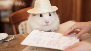 СМЕШНО ДО СЛЕЗ Приколы_с_котами и животными!Лучшие Смешные_коты!_Самые_смешные_животные!